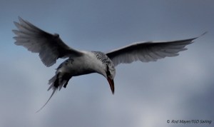 Sea birds checking us out