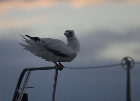 masked booby